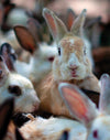 PULLIN - Boxer Fashion 2 BUNNY - LE CAPITAINE D'A BORD